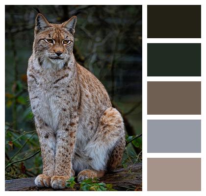 European Lynx Lynx Eurasian Lynx Image